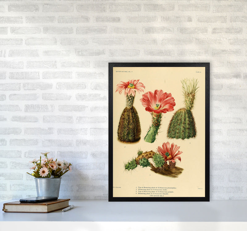 Cactus Series 2 Art Print by Jason Stanley A2 White Frame