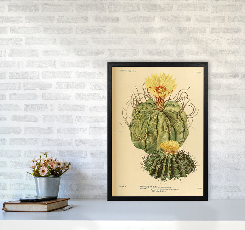 Cactus Series 15 Art Print by Jason Stanley A2 White Frame