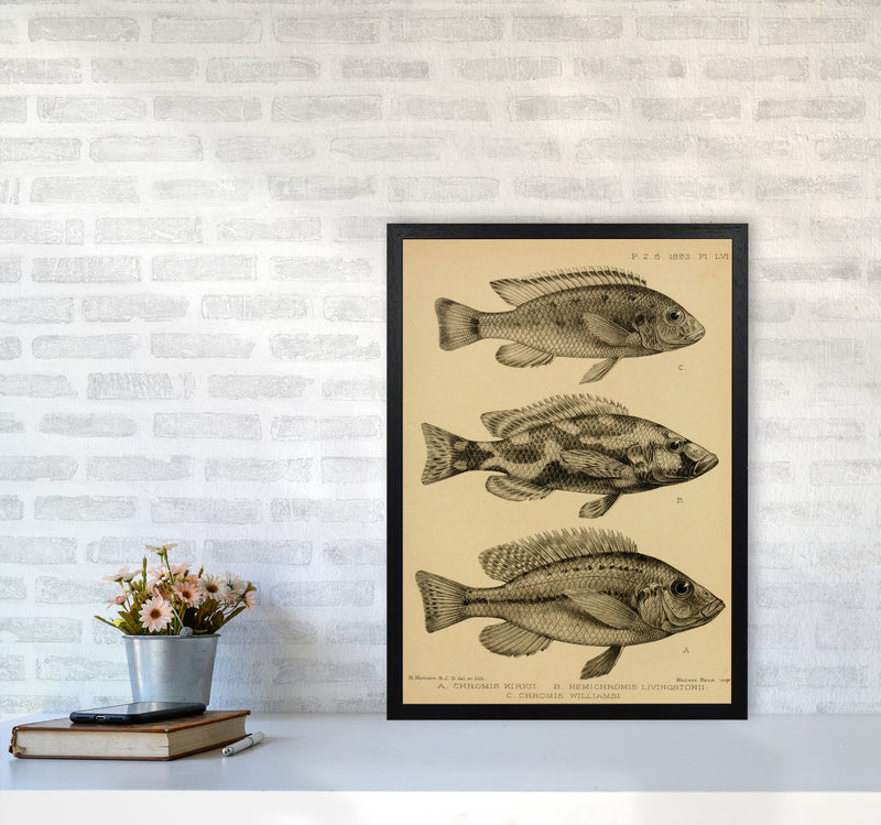 Various Fish Art Print by Jason Stanley A2 White Frame