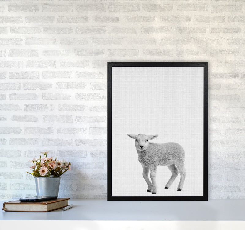 Lamb Art Print by Jason Stanley A2 White Frame