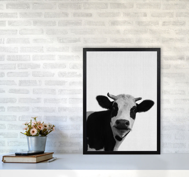 Holy Cow Art Print by Jason Stanley A2 White Frame