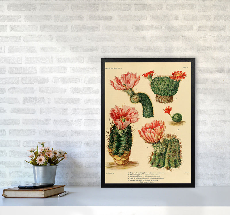 Cactus Series 3 Art Print by Jason Stanley A2 White Frame