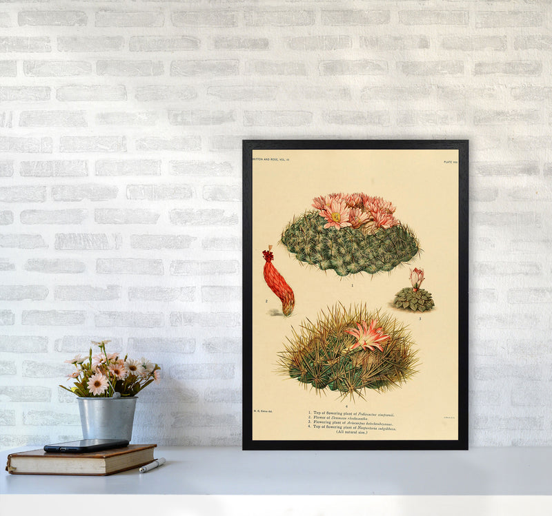 Cactus Series 7 Art Print by Jason Stanley A2 White Frame