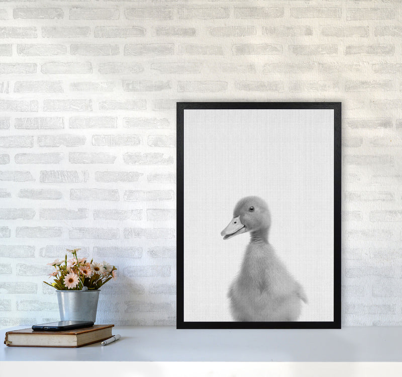 Curious Duck Art Print by Jason Stanley A2 White Frame