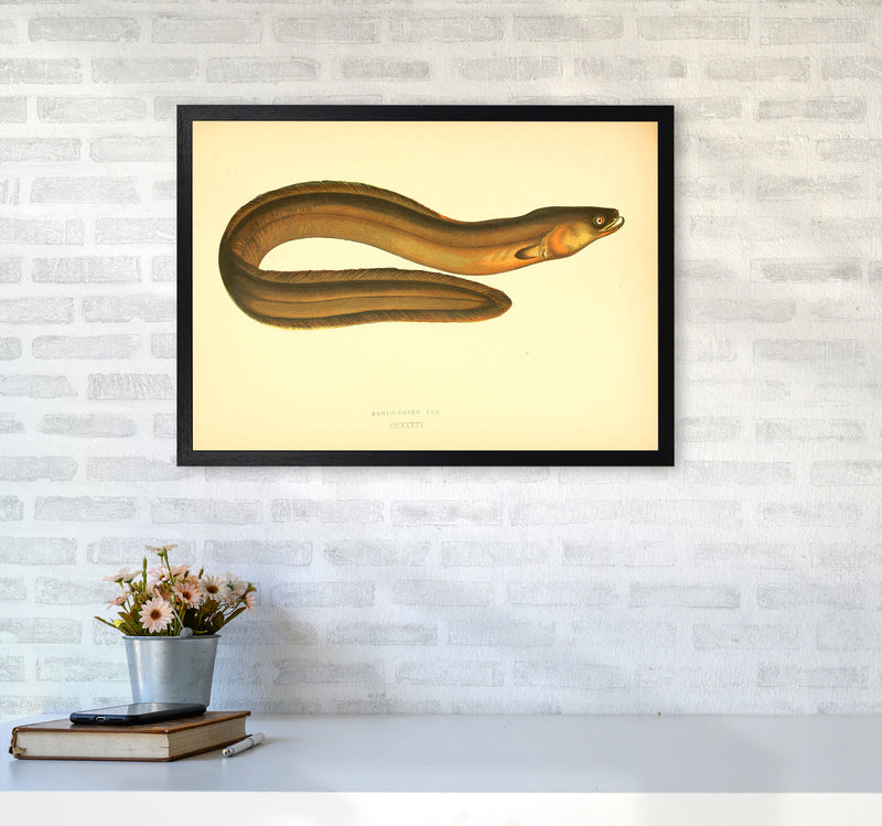 Broad Nosed Eel Art Print by Jason Stanley A2 White Frame