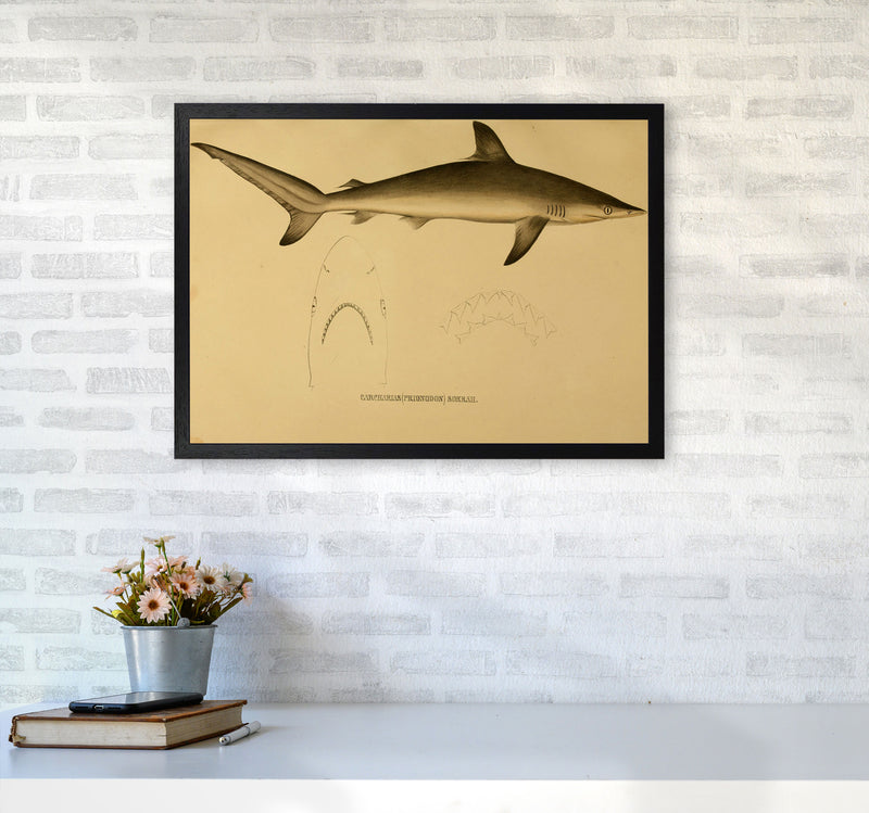 Shark Series 4 Art Print by Jason Stanley A2 White Frame