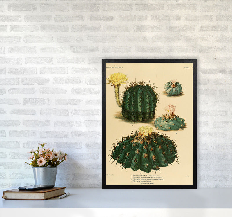 Cactus Series8 Art Print by Jason Stanley A2 White Frame