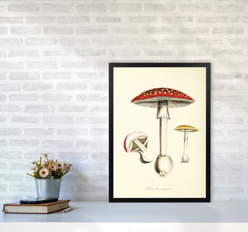 Magic Mushrooms Art Print by Jason Stanley A2 White Frame