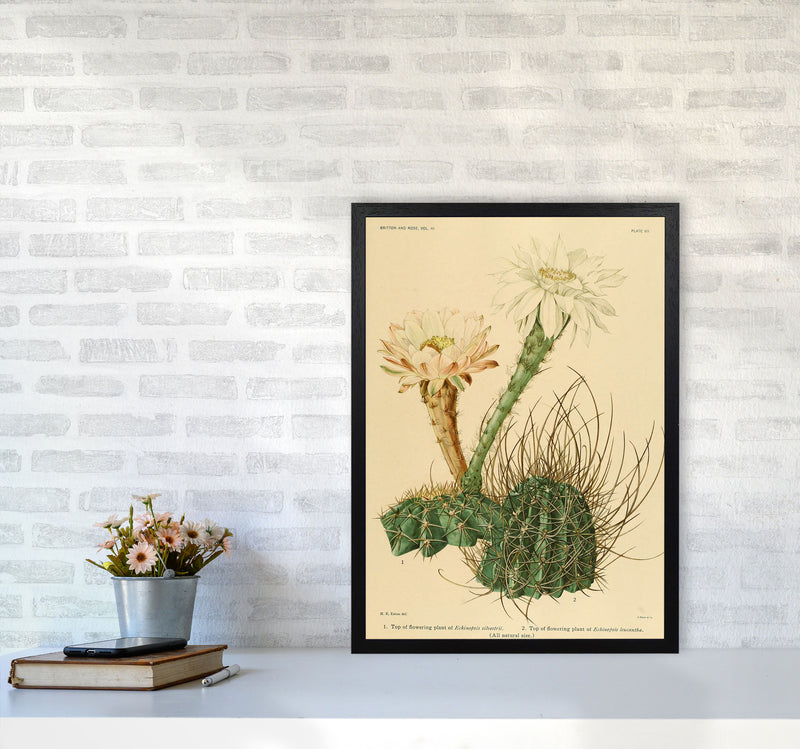 Cactus Series 6 Art Print by Jason Stanley A2 White Frame