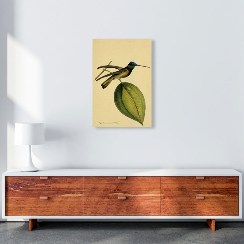 Crowned Humming Bird Art Print by Jason Stanley A2 Canvas