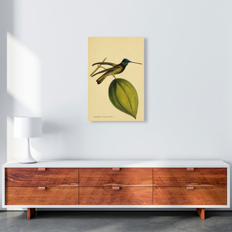 Sapphire Crowned Hummingbird Art Print by Jason Stanley A2 Canvas