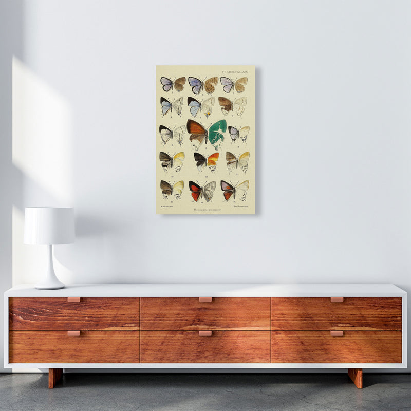 Vintage Butterfly Assortment Art Print by Jason Stanley A2 Canvas