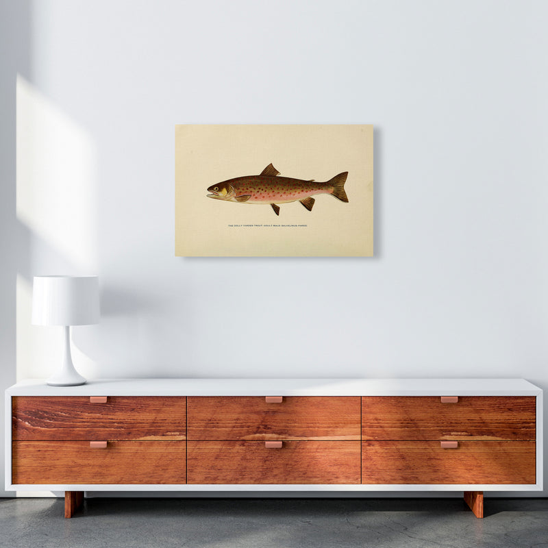 Dolly Varden Trout Illustration Art Print by Jason Stanley A2 Canvas