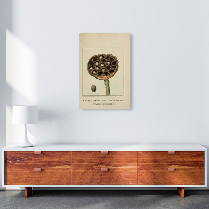 Vintage Flower Series 3 Art Print by Jason Stanley A2 Canvas