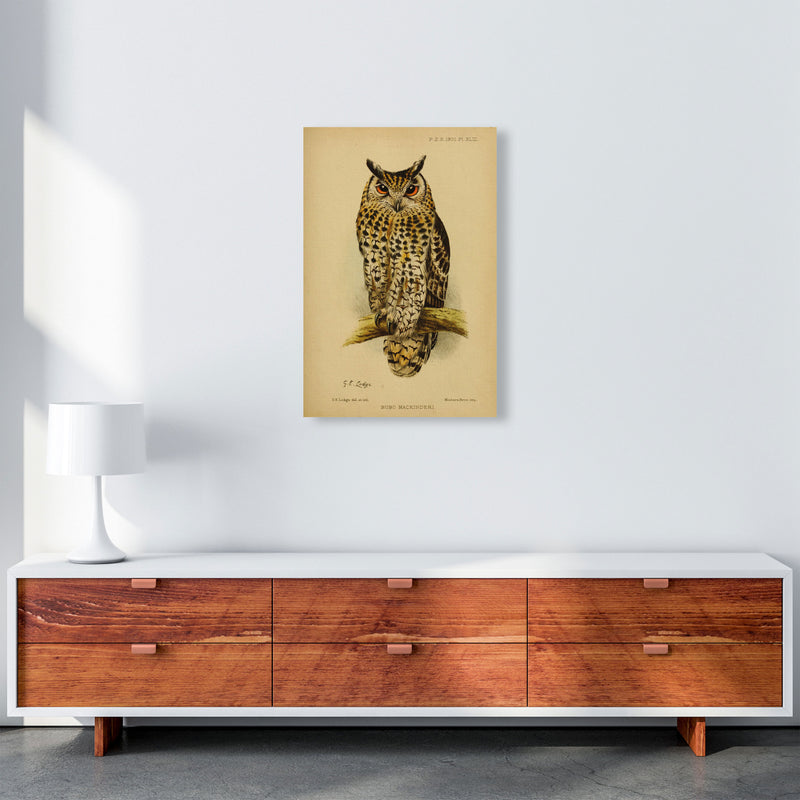 Vintage Owl Copy Art Print by Jason Stanley A2 Canvas