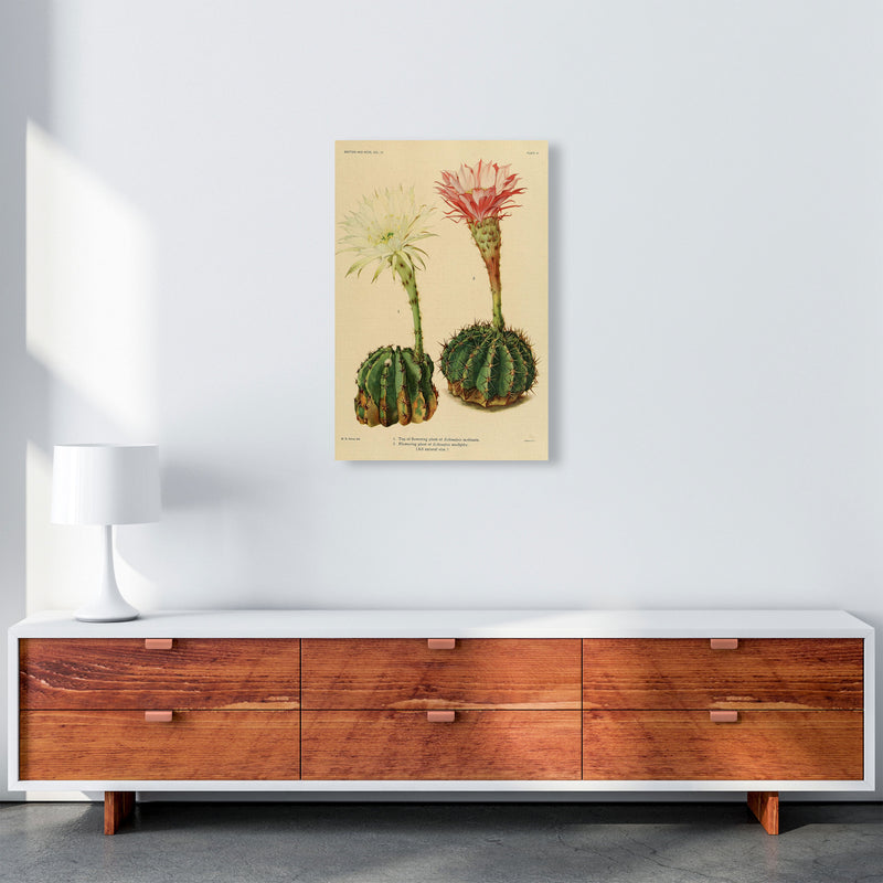 Cactus Series 5 Art Print by Jason Stanley A2 Canvas