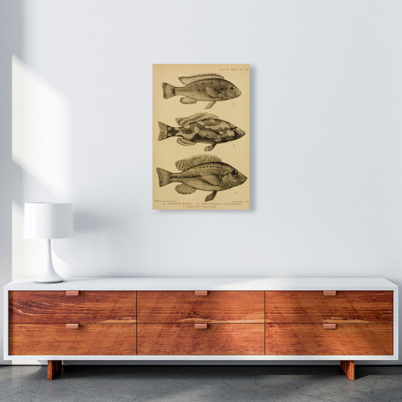 Vintage Fish Art Print by Jason Stanley A2 Canvas