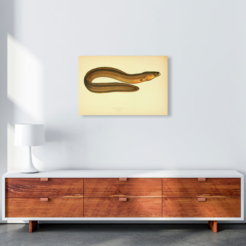 Broad Nosed Eel Art Print by Jason Stanley A2 Canvas