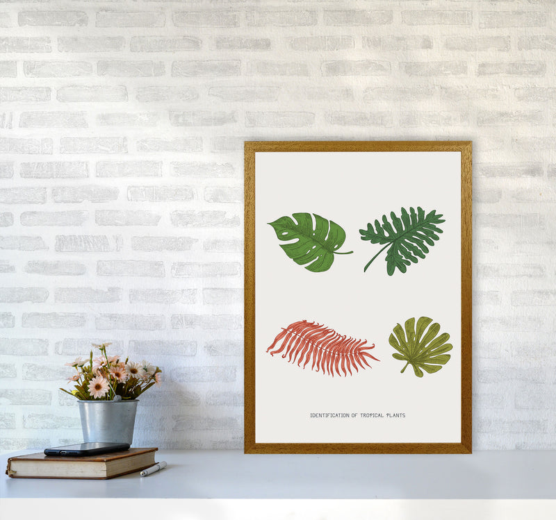 Identification Of Tropical Plants Art Print by Jason Stanley A2 Print Only