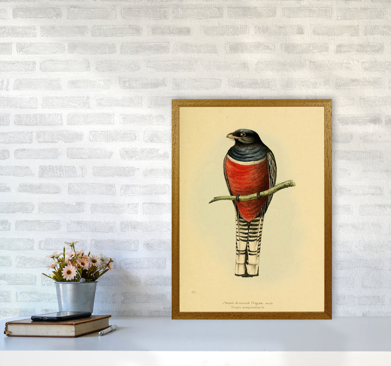 Vintage Purple Breasted Trogon Art Print by Jason Stanley A2 Print Only