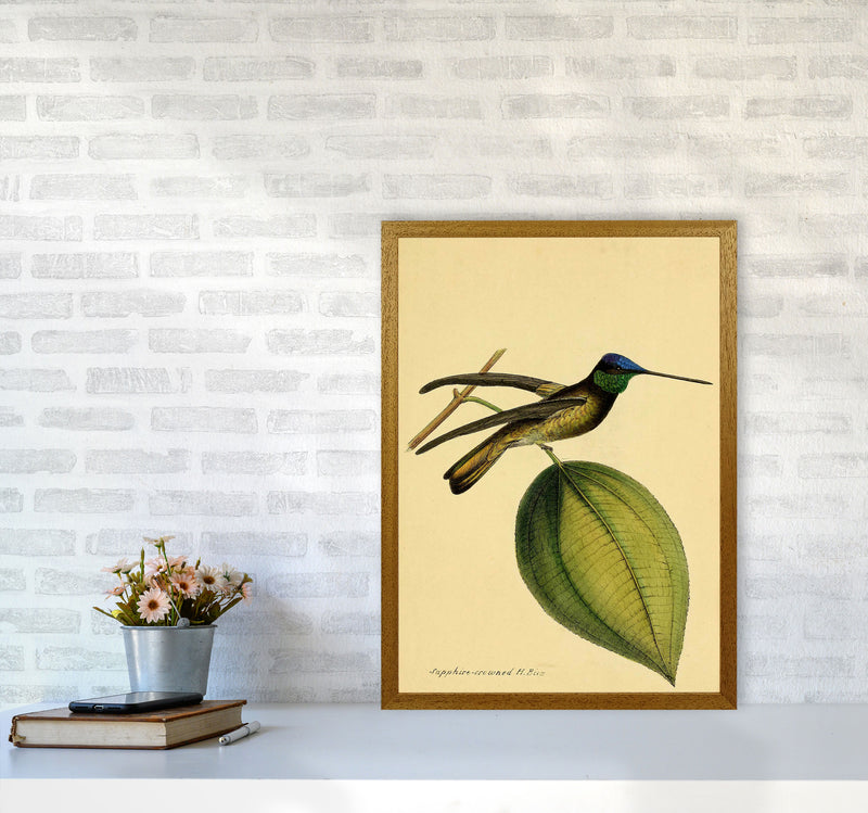 Crowned Humming Bird Art Print by Jason Stanley A2 Print Only