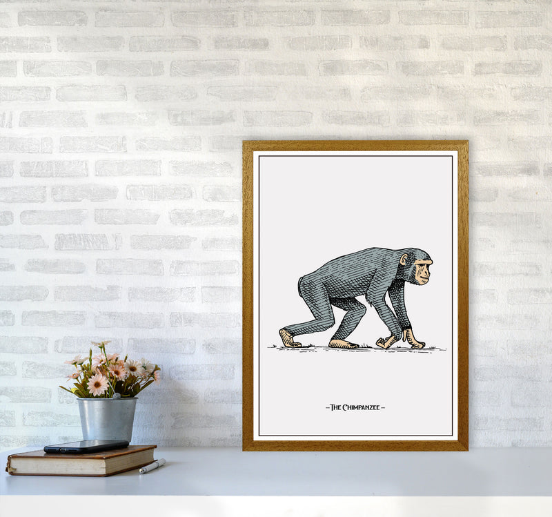 The Chimpanzee Art Print by Jason Stanley A2 Print Only