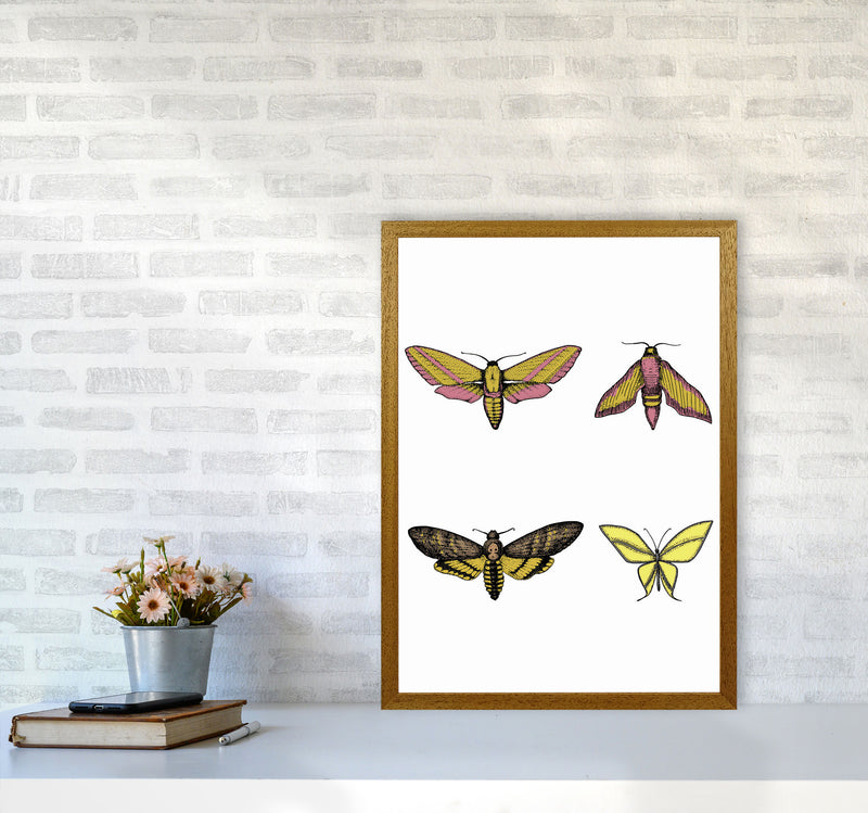 Vintage Moths Art Print by Jason Stanley A2 Print Only