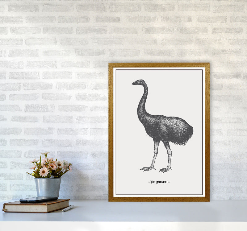 The Ostrich Art Print by Jason Stanley A2 Print Only