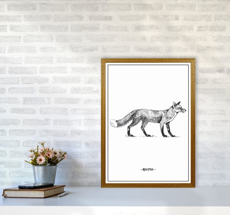 Red Fox Art Print by Jason Stanley A2 Print Only