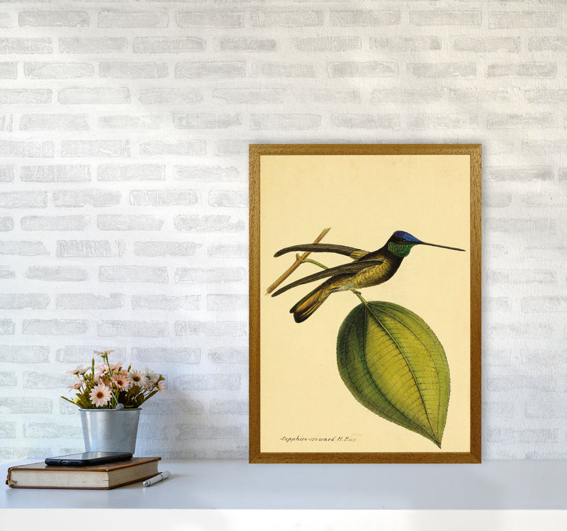 Sapphire Crowned Hummingbird Art Print by Jason Stanley A2 Print Only