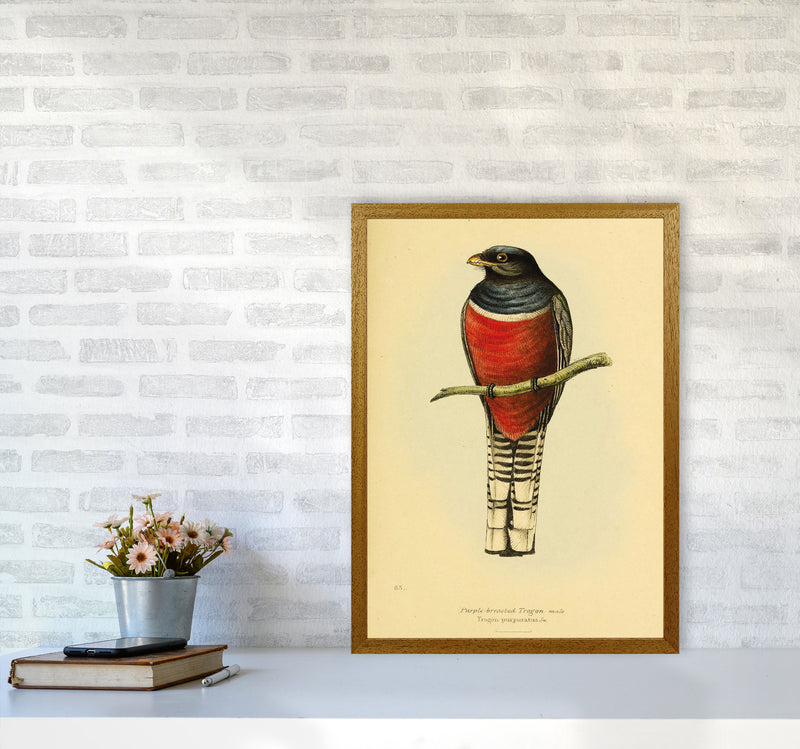 Purple Breasted Trogon Copy Art Print by Jason Stanley A2 Print Only