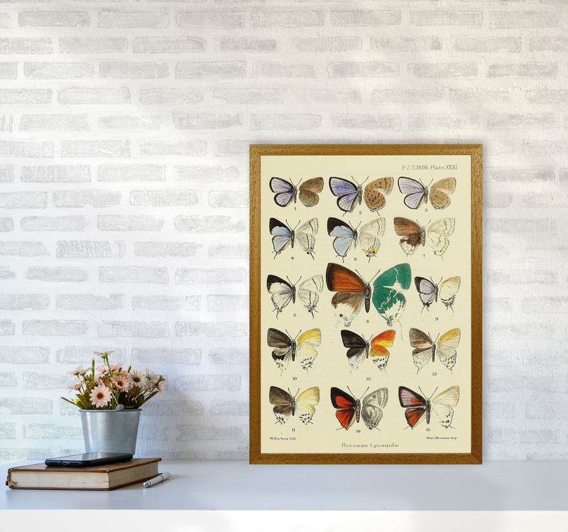 Vintage Butterfly Assortment Art Print by Jason Stanley A2 Print Only