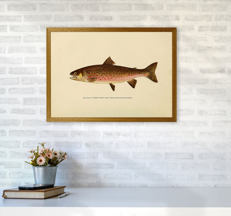Dolly Varden Trout Illustration Art Print by Jason Stanley A2 Print Only