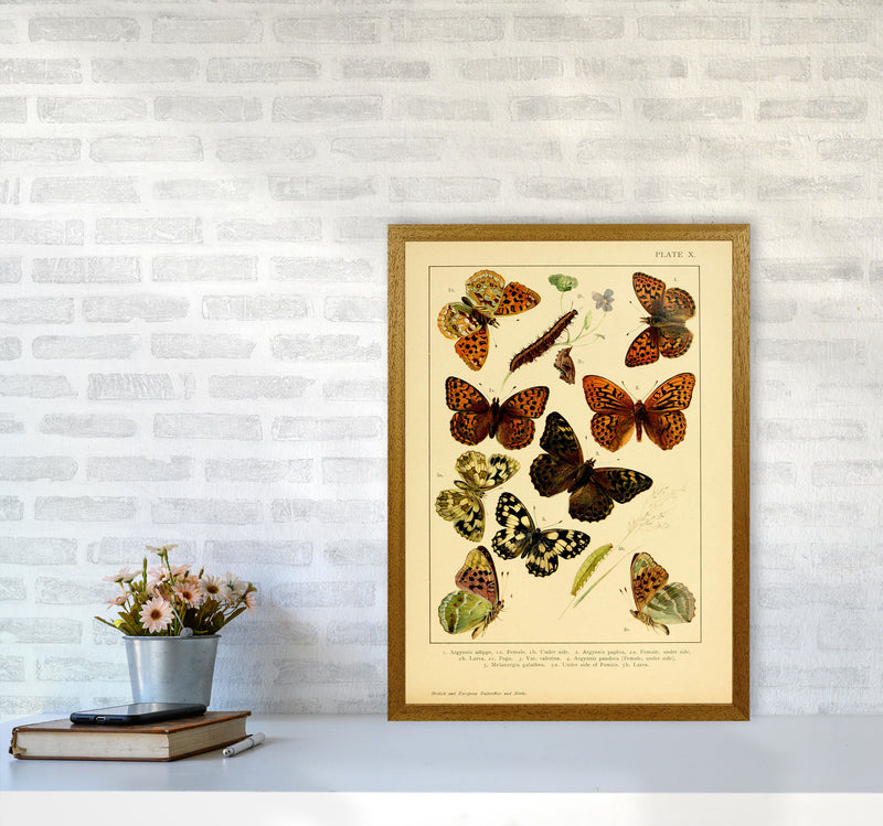 Vintage Butterfly Illustration Art Print by Jason Stanley A2 Print Only