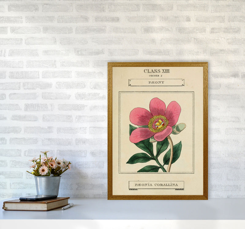 Vintage Flower Series 6 Art Print by Jason Stanley A2 Print Only