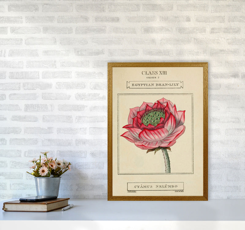 Vintage Flower Series 7 Art Print by Jason Stanley A2 Print Only