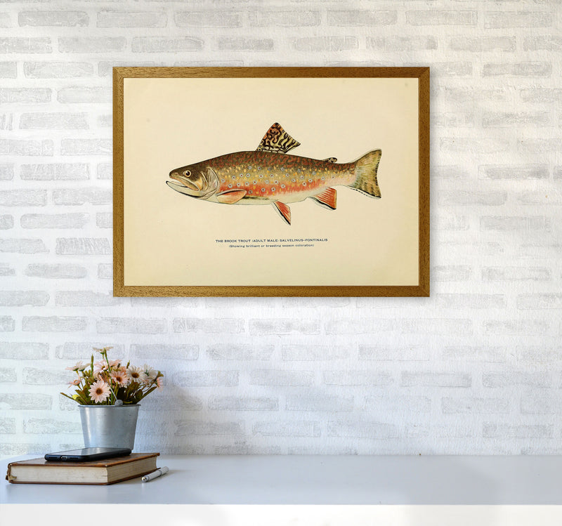 Brook Trout Illustration Art Print by Jason Stanley A2 Print Only