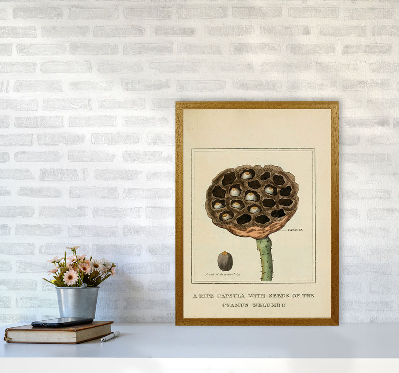 Vintage Flower Series 3 Art Print by Jason Stanley A2 Print Only