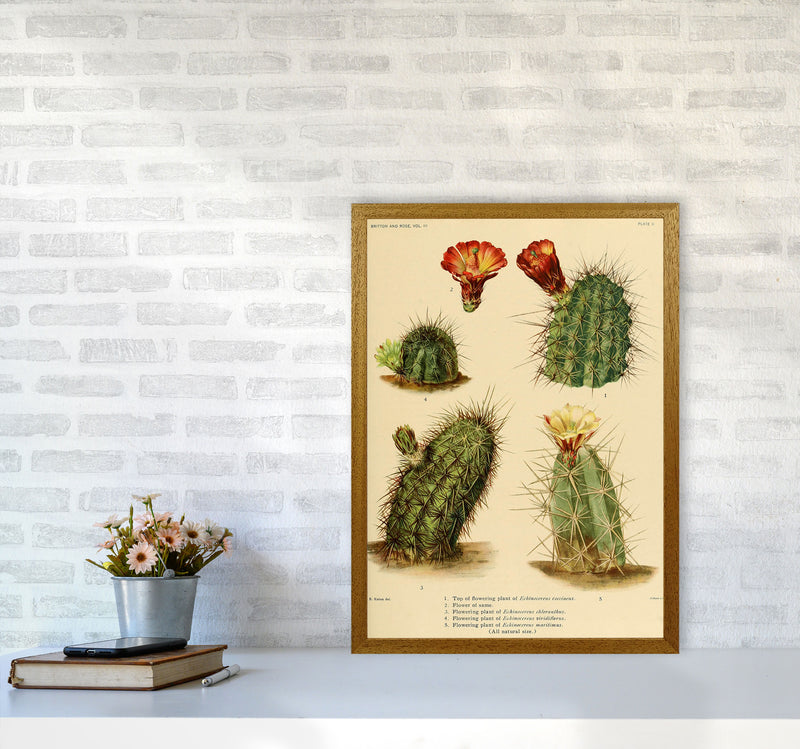 Cactus Series 1 Art Print by Jason Stanley A2 Print Only