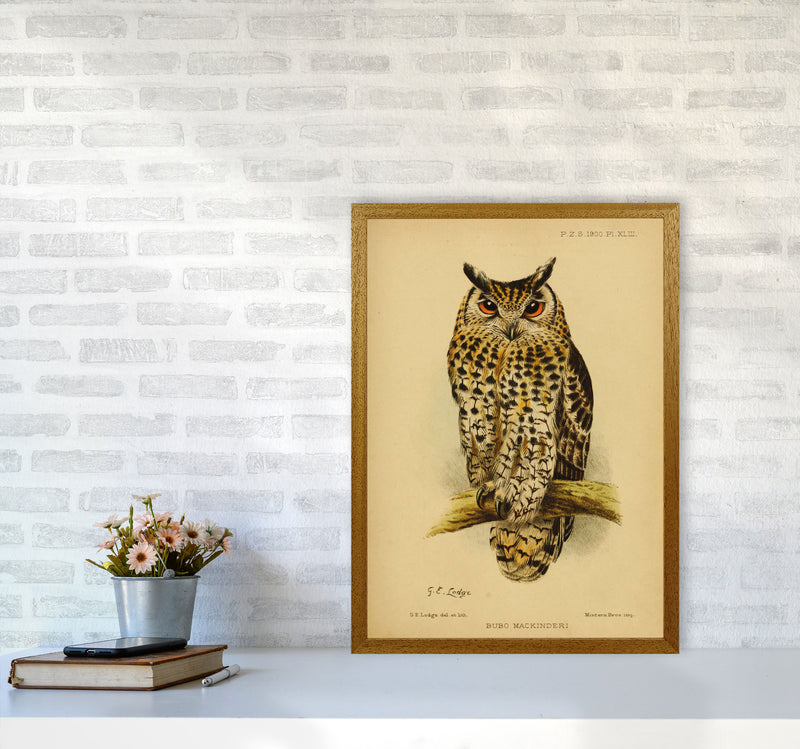 Vintage Owl Copy Art Print by Jason Stanley A2 Print Only