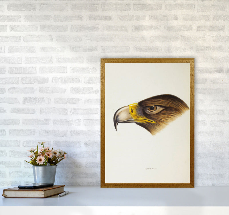 Vintage Eagle Face Art Print by Jason Stanley A2 Print Only