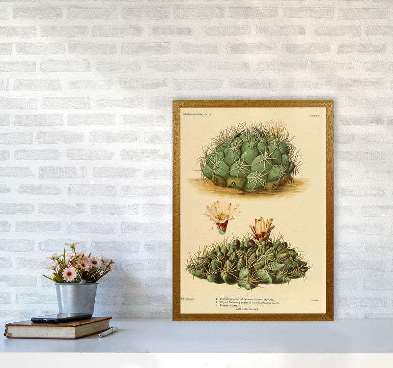Cactus Series 12 Art Print by Jason Stanley A2 Print Only