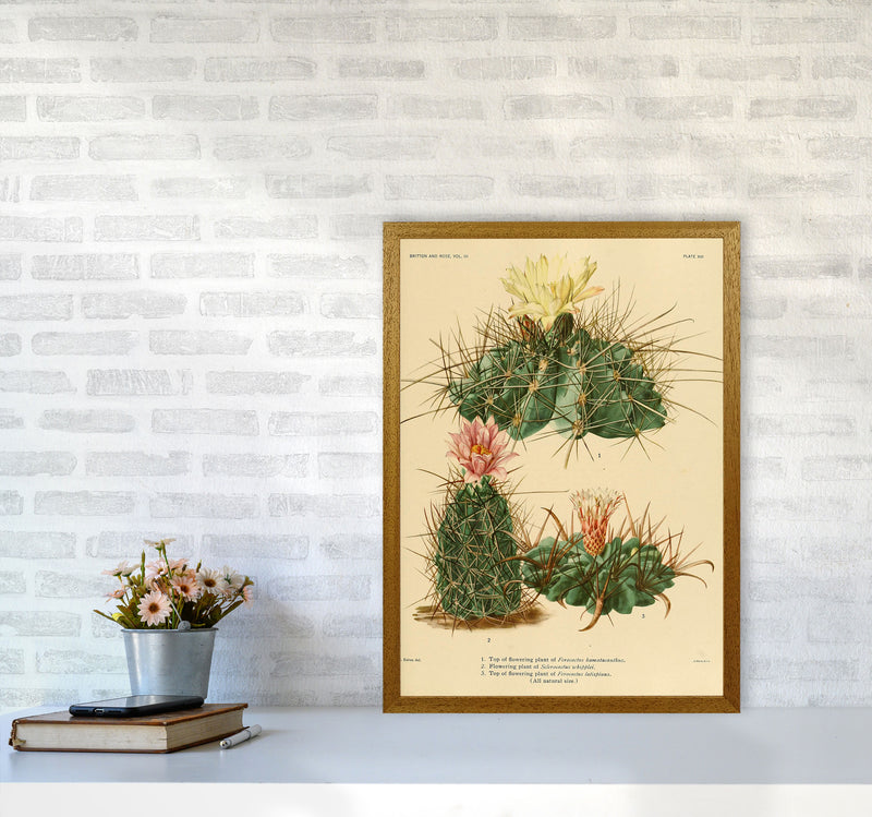 Cactus Series 11 Art Print by Jason Stanley A2 Print Only