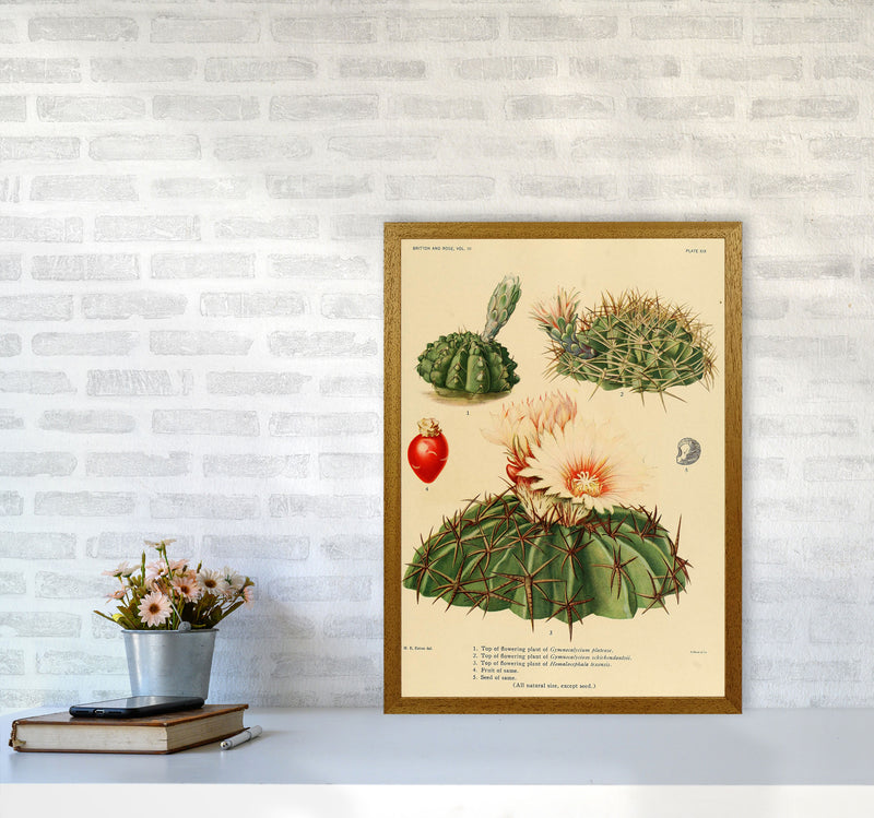 Cactus Series 14 Art Print by Jason Stanley A2 Print Only