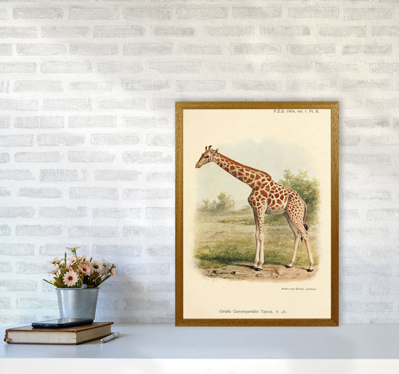 The Gentle Giraffe Art Print by Jason Stanley A2 Print Only