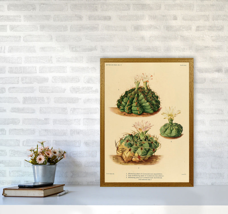 Cactus Series 13 Art Print by Jason Stanley A2 Print Only