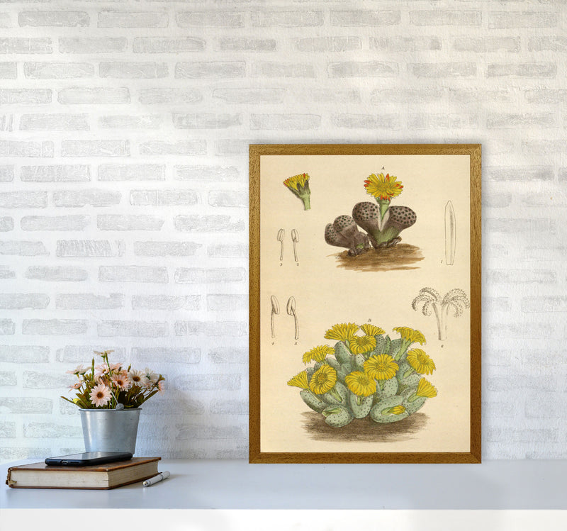 Vintage Cactus III Art Print by Jason Stanley A2 Print Only