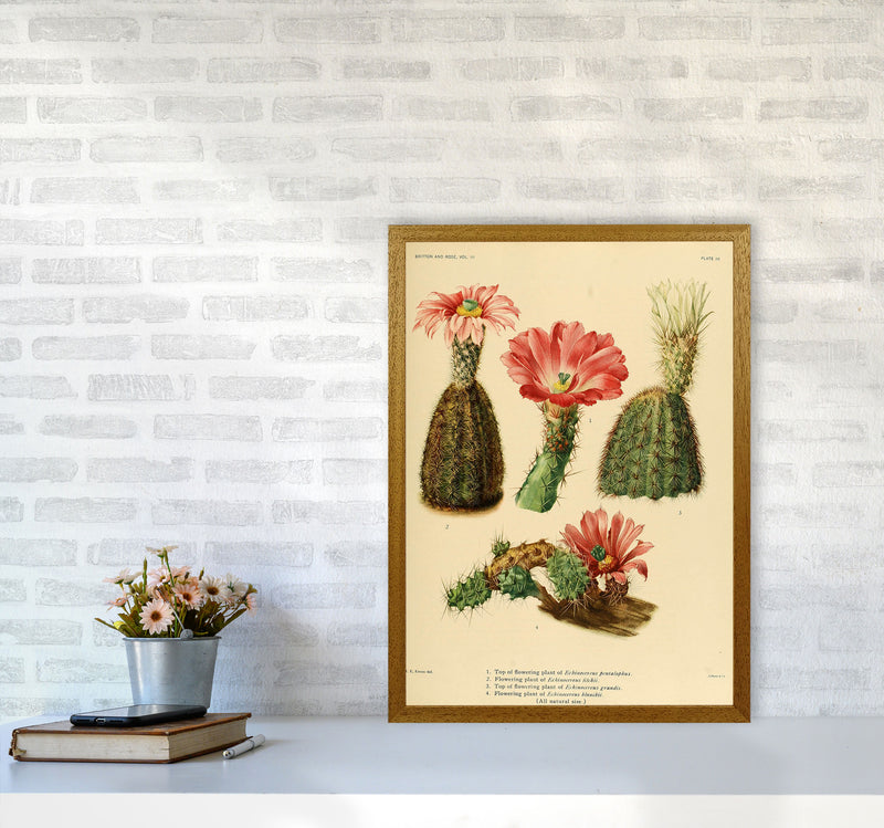 Cactus Series 2 Art Print by Jason Stanley A2 Print Only