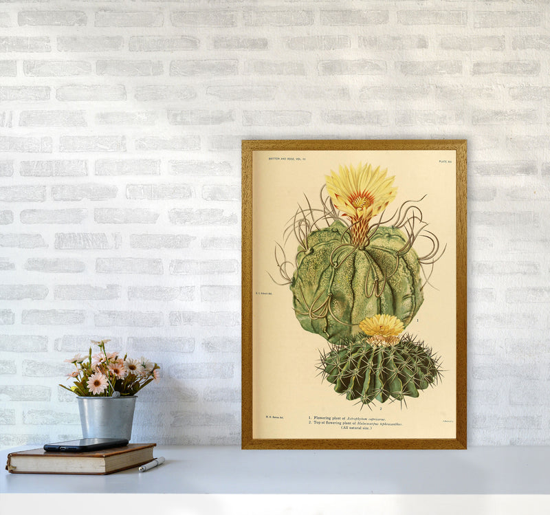 Cactus Series 15 Art Print by Jason Stanley A2 Print Only