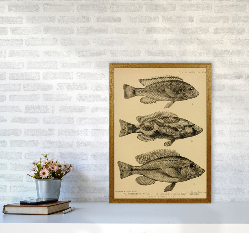 Various Fish Art Print by Jason Stanley A2 Print Only